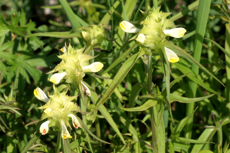 Melampyrum cristatum