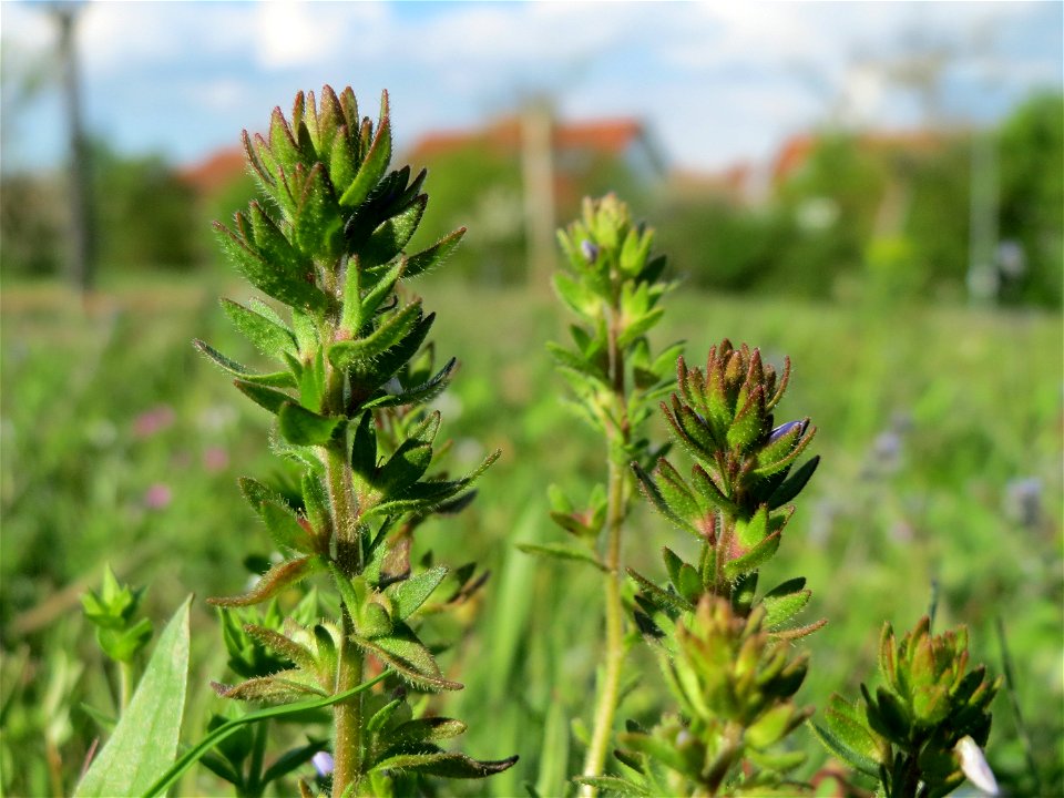Frühlings-Ehrenpreis (Veronica verna) in Hockenheim