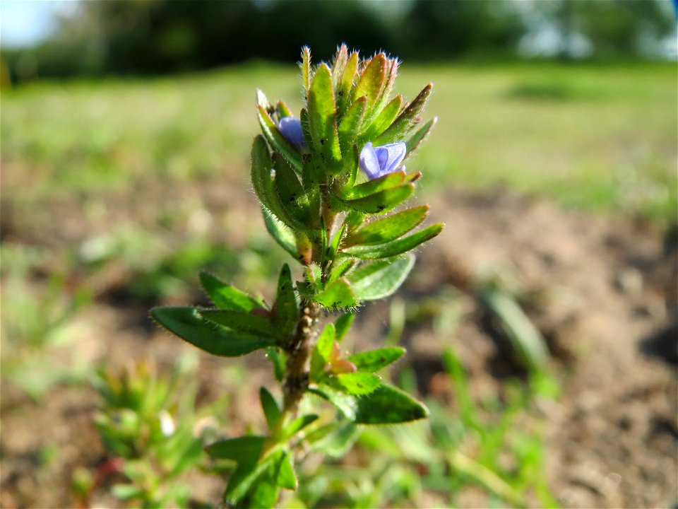 Frühlings-Ehrenpreis (Veronica verna) in Hockenheim