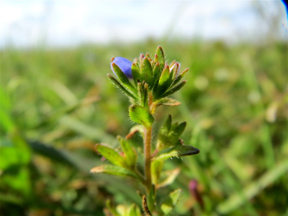 Frühlings-Ehrenpreis (Veronica verna) bei Reilingen