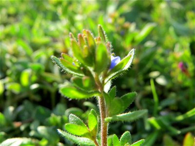 Frühlings-Ehrenpreis (Veronica verna) in Hockenheim