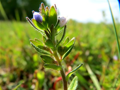 Frühlings-Ehrenpreis (Veronica verna) bei Reilingen