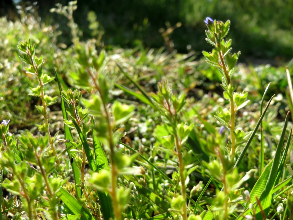 Frühlings-Ehrenpreis (Veronica verna) bei Reilingen