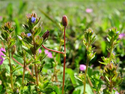 Frühlings-Ehrenpreis (Veronica verna) in Hockenheim