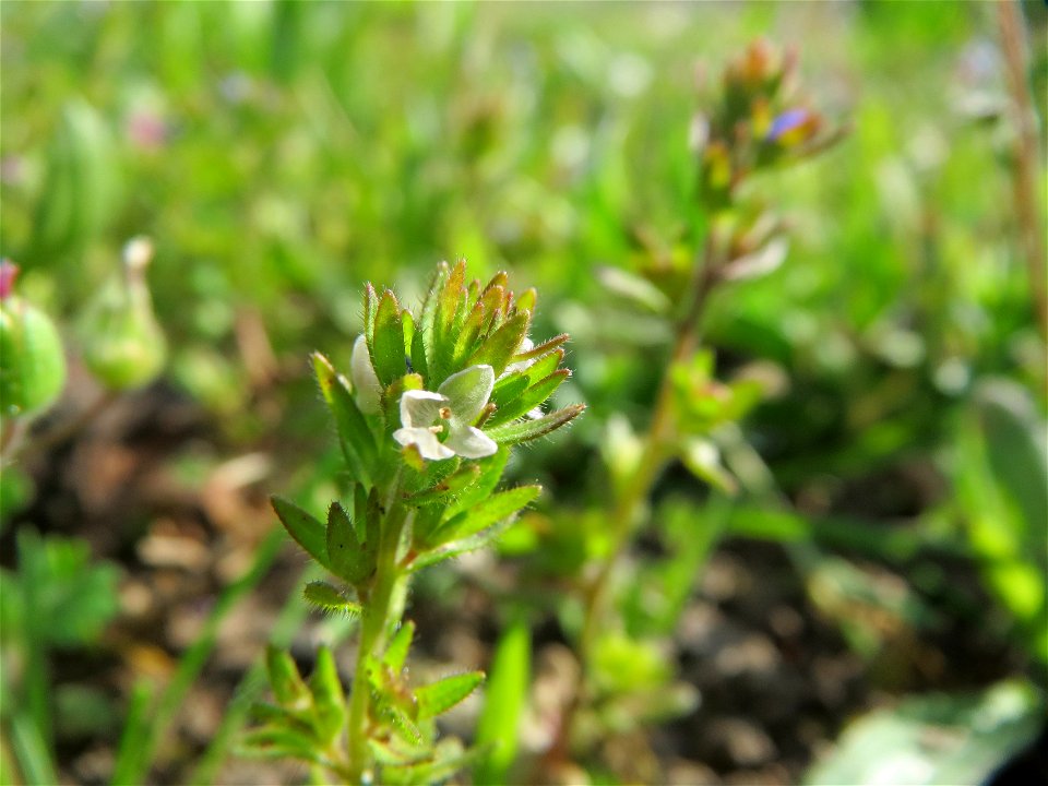 Frühlings-Ehrenpreis (Veronica verna) in Hockenheim