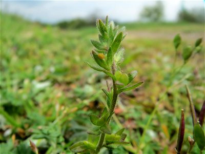 Frühlings-Ehrenpreis (Veronica verna) am Hochwasserrückhaltebecken im Naturschutzgebiet Bachwiesen/Leopoldswiesen im Hockenheimer Rheinbogen