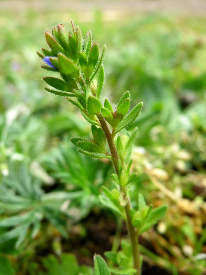 Frühlings-Ehrenpreis (Veronica verna) am Hochwasserrückhaltebecken im Naturschutzgebiet Bachwiesen/Leopoldswiesen im Hockenheimer Rheinbogen