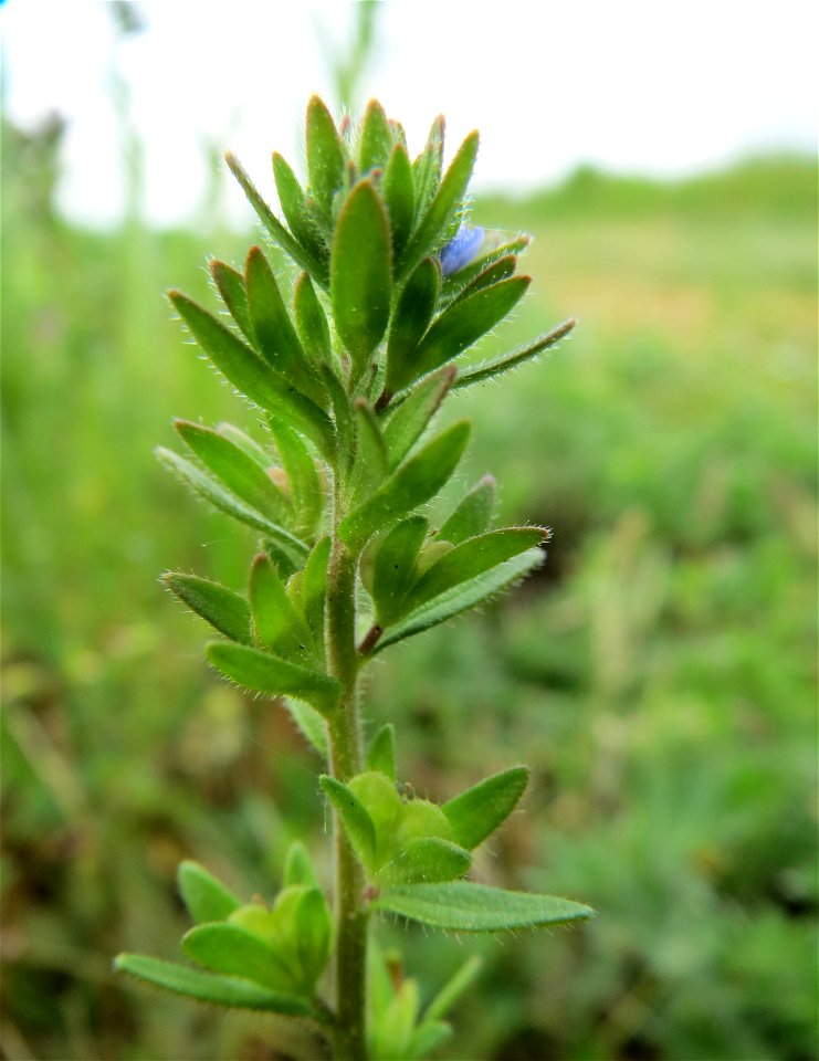 Frühlings-Ehrenpreis (Veronica verna) am Hochwasserrückhaltebecken im Naturschutzgebiet Bachwiesen/Leopoldswiesen im Hockenheimer Rheinbogen