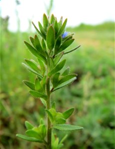 Frühlings-Ehrenpreis (Veronica verna) am Hochwasserrückhaltebecken im Naturschutzgebiet Bachwiesen/Leopoldswiesen im Hockenheimer Rheinbogen