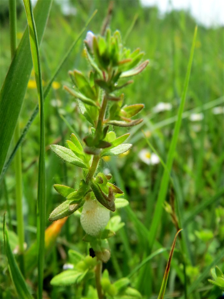 Frühlings-Ehrenpreis (Veronica verna) in den Horststückern im Landschaftsschutzgebiet „Hockenheimer Rheinbogen“