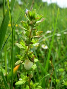 Frühlings-Ehrenpreis (Veronica verna) in den Horststückern im Landschaftsschutzgebiet „Hockenheimer Rheinbogen“