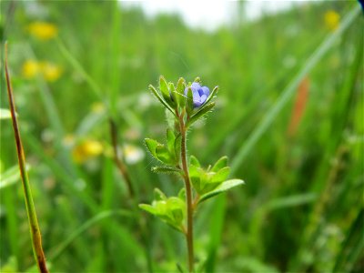 Frühlings-Ehrenpreis (Veronica verna) in den Horststückern im Landschaftsschutzgebiet „Hockenheimer Rheinbogen“