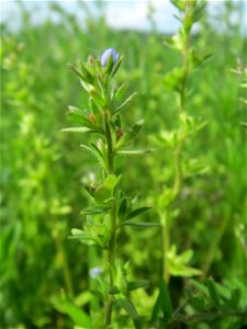 Frühlings-Ehrenpreis (Veronica verna) in den Horststückern im Landschaftsschutzgebiet „Hockenheimer Rheinbogen“
