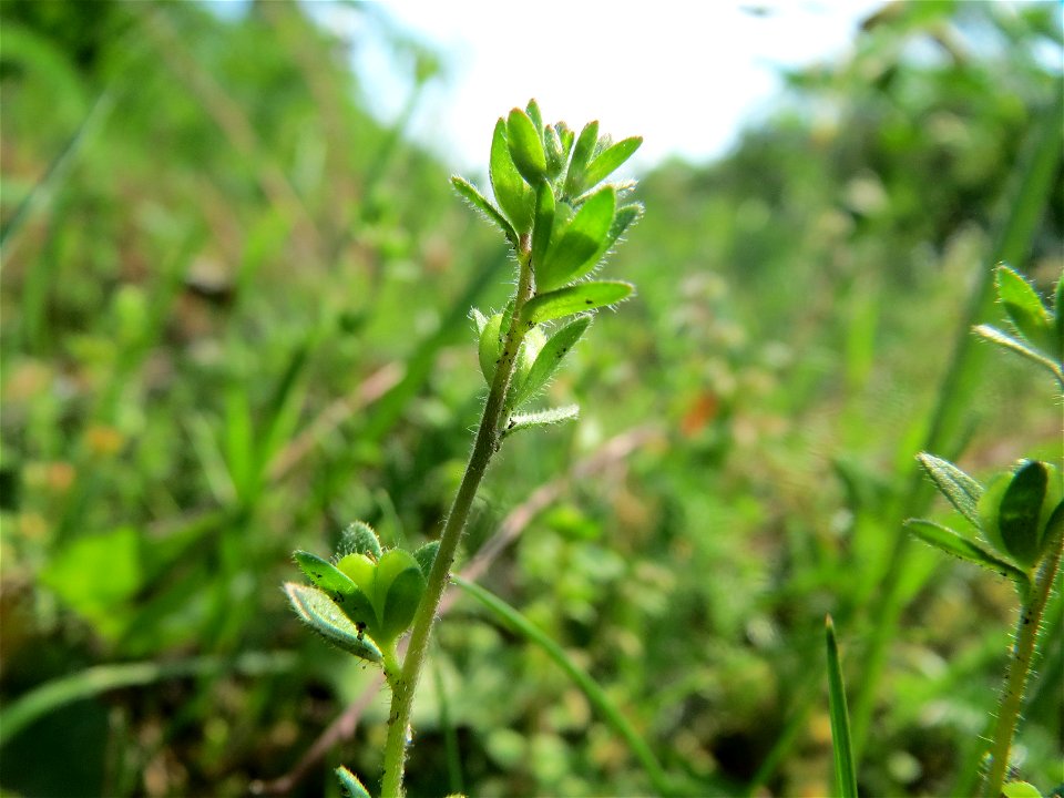 Frühlings-Ehrenpreis (Veronica verna) im Schwetzinger Hardt - an der Bahnstrecke Mannheim-Karlsruhe findet sich ein kleines Sandmagerrasen-Biotop mit typischer Binnendünen-Vegetation