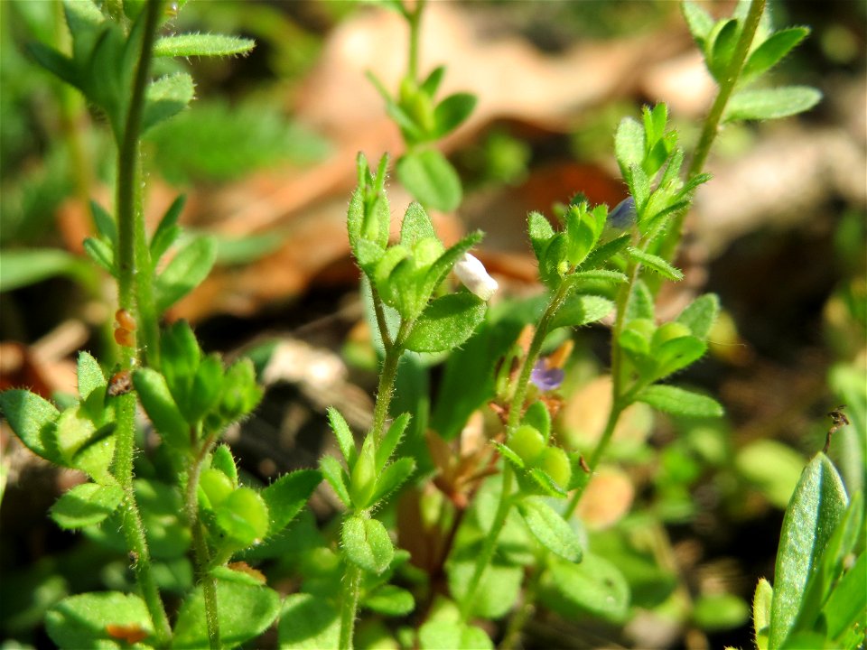 Frühlings-Ehrenpreis (Veronica verna) im Schwetzinger Hardt - an der Bahnstrecke Mannheim-Karlsruhe findet sich ein kleines Sandmagerrasen-Biotop mit typischer Binnendünen-Vegetation