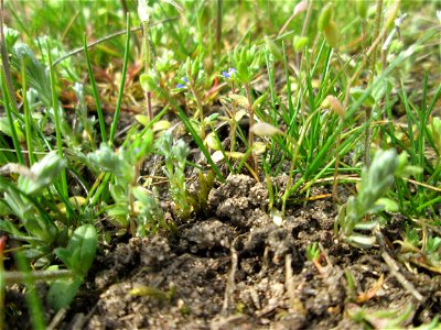 Vermutlich der eher seltene Frühlings-Ehrenpreis (Veronica verna) auf einer Parkplatz-Wiese in Hockenheim - noch ganz winzig und leicht tu übersehen