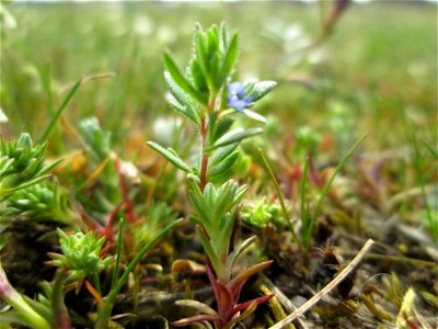 Vermutlich der eher seltene Frühlings-Ehrenpreis (Veronica verna) auf einer Parkplatz-Wiese in Hockenheim - noch ganz winzig und leicht tu übersehen