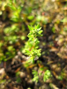 Frühlings-Ehrenpreis (Veronica verna) auf einer Parkplatz-Wiese in Hockenheim