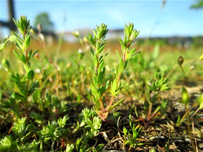 Frühlings-Ehrenpreis (Veronica verna) auf einer Parkplatz-Wiese in Hockenheim