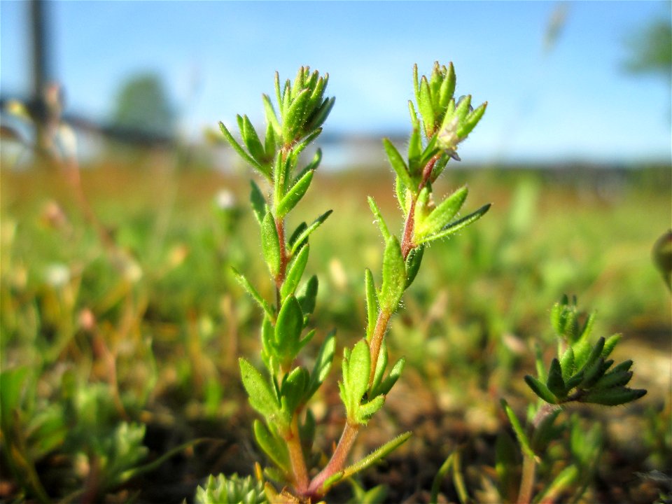 Frühlings-Ehrenpreis (Veronica verna) auf einer Parkplatz-Wiese in Hockenheim