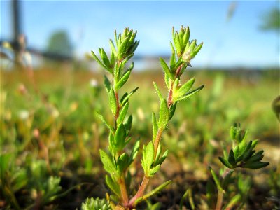 Frühlings-Ehrenpreis (Veronica verna) auf einer Parkplatz-Wiese in Hockenheim