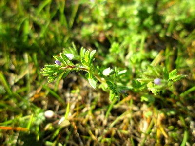 Frühlings-Ehrenpreis (Veronica verna) auf einer Parkplatz-Wiese in Hockenheim