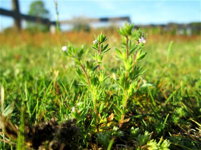 Frühlings-Ehrenpreis (Veronica verna) auf einer Parkplatz-Wiese in Hockenheim