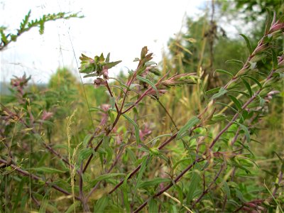 Roter Zahntrost (Odontites vulgaris) an der alten Tuffgrube bei Kennfus