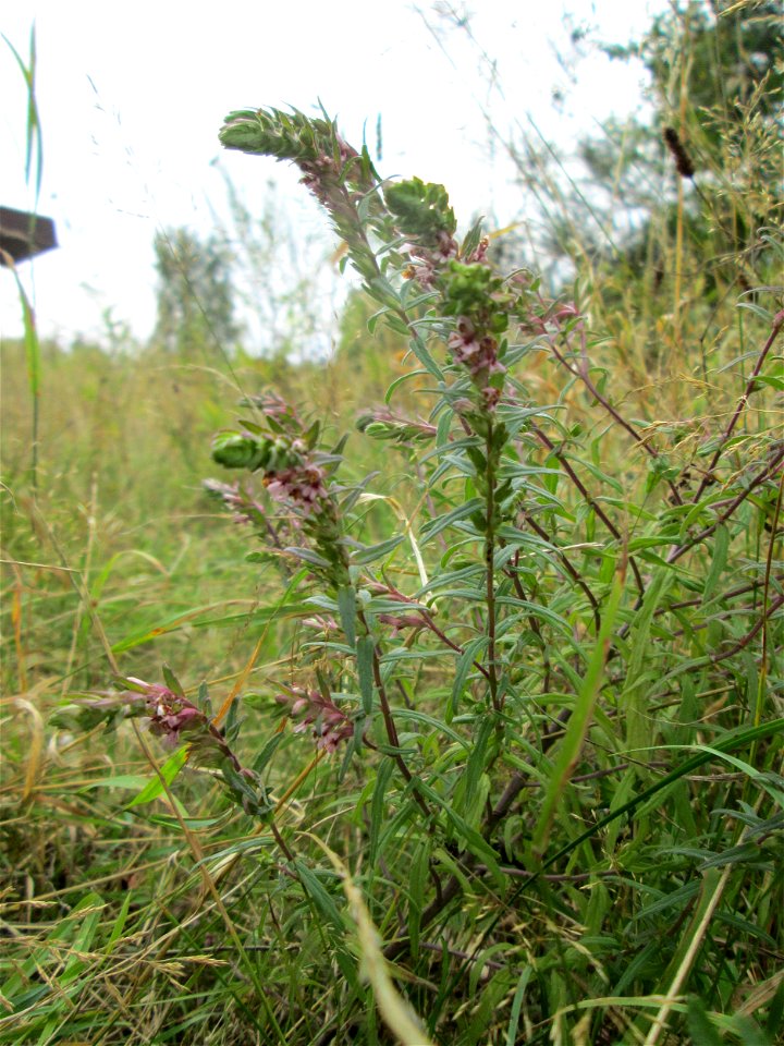 Roter Zahntrost (Odontites vulgaris) an der alten Tuffgrube bei Kennfus