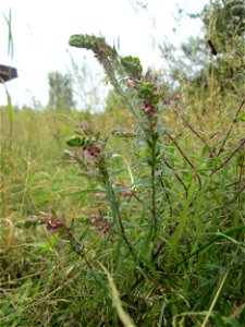 Roter Zahntrost (Odontites vulgaris) an der alten Tuffgrube bei Kennfus