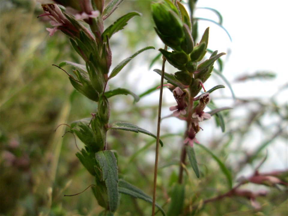 Roter Zahntrost (Odontites vulgaris) an der alten Tuffgrube bei Kennfus