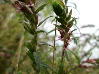 Roter Zahntrost (Odontites vulgaris) an der alten Tuffgrube bei Kennfus