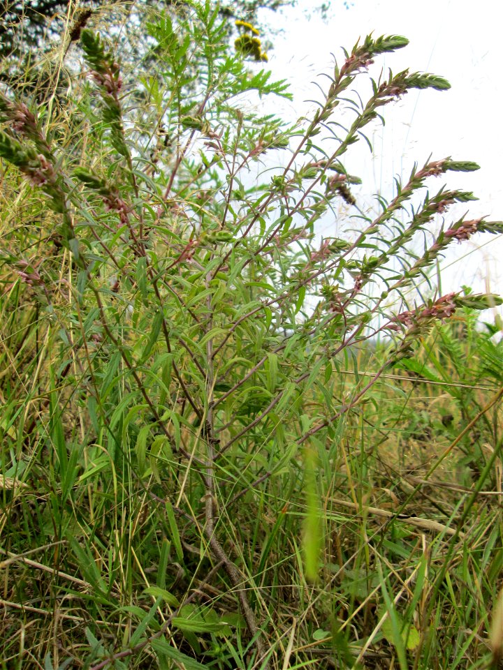 Roter Zahntrost (Odontites vulgaris) an der alten Tuffgrube bei Kennfus