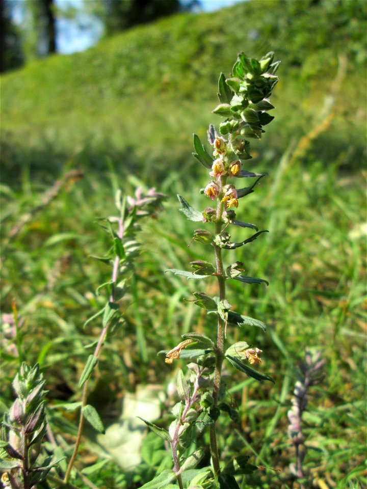 Roter Zahntrost (Odontites vulgaris) bei Fechingen