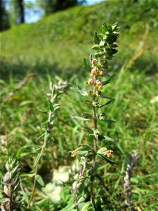 Roter Zahntrost (Odontites vulgaris) bei Fechingen