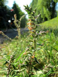 Roter Zahntrost (Odontites vulgaris) bei Fechingen