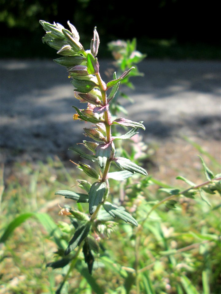 Roter Zahntrost (Odontites vulgaris) bei Fechingen