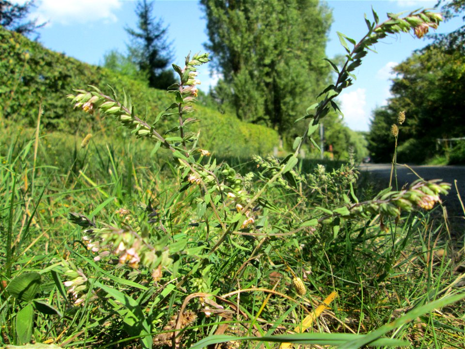 Roter Zahntrost (Odontites vulgaris) bei Fechingen