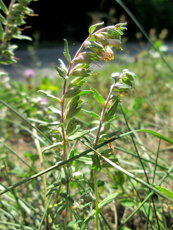 Roter Zahntrost (Odontites vulgaris) bei Fechingen