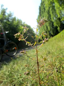 Roter Zahntrost (Odontites vulgaris) bei Fechingen