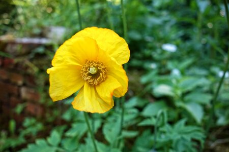Plant blossom blooming