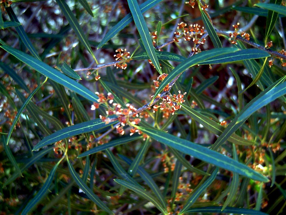 Phillyrea angustifolia in Dehesa Boyal de Puertollano, Spain