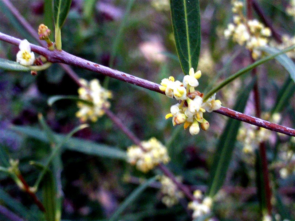 Hybridus Phillyrea angustifolia Flower closeup,  Dehesa Boyal de Puertollano, Spain