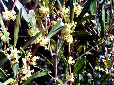 Phillyrea angustifolia in Dehesa Boyal de Puertollano, Spain photo