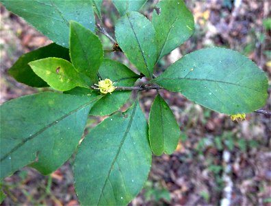 Forestiera ligustrina thin gladey woodland at Cedars of Lebanon State Forest, Wilson County, Tennessee. photo