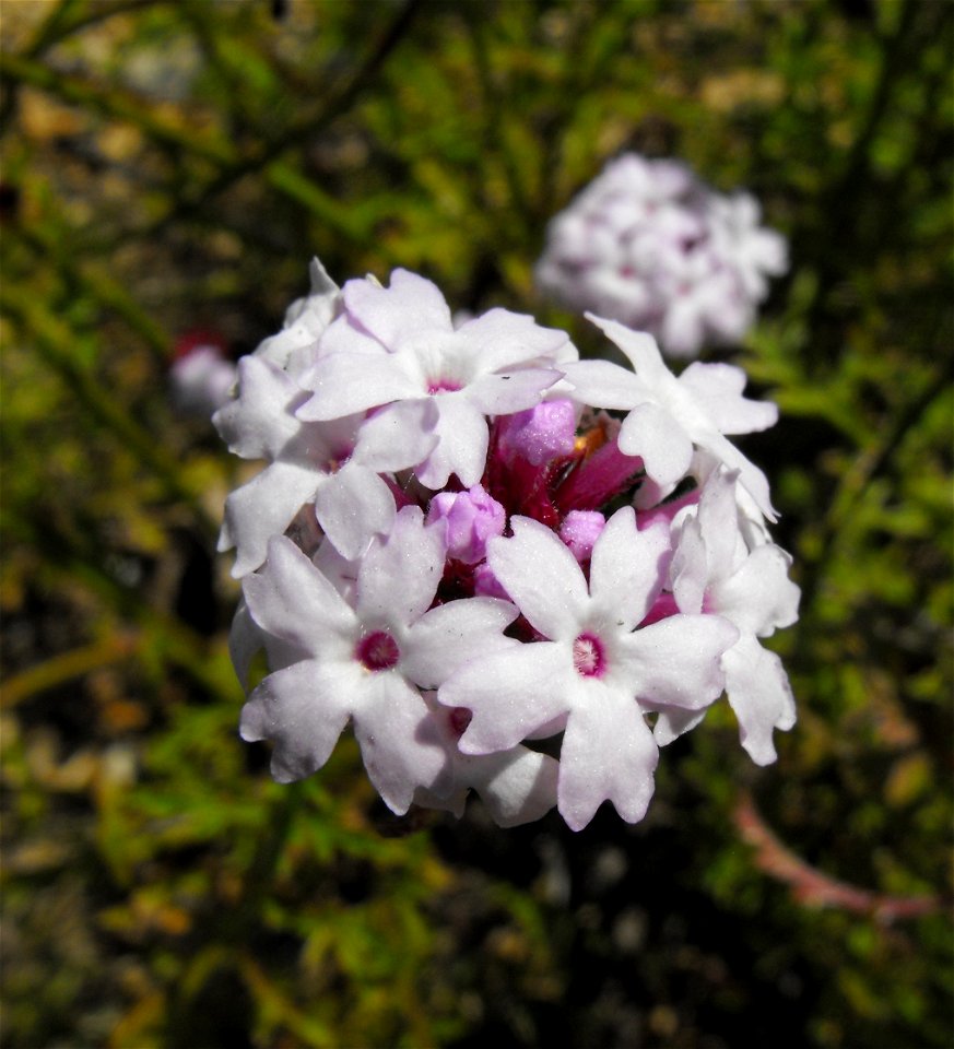 Verbena lilacina = Glandularia lilacina 'Paseo Rancho' cultivar - at the Rancho Santa Ana Botanic Garden in Claremont, Southern California, U.S.
 Identified by garden i.d. sign.