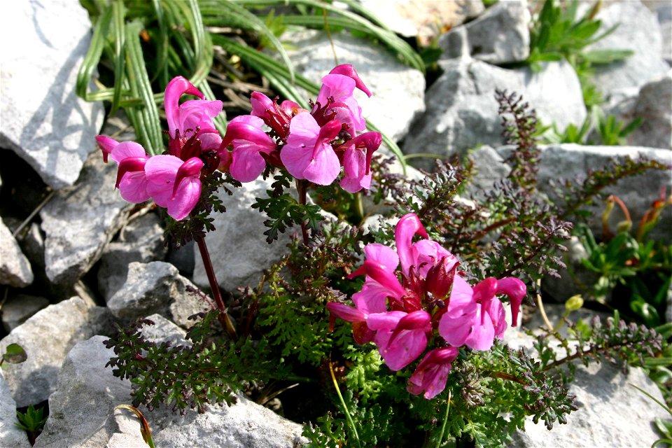 Pedicularis rostratocapitata