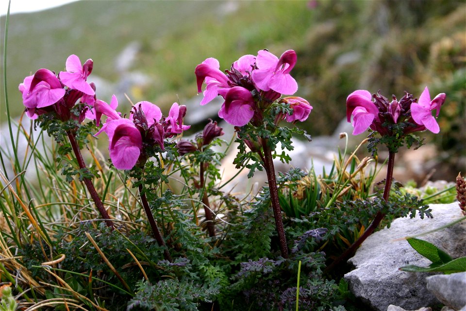 Pedicularis rostratocapitata