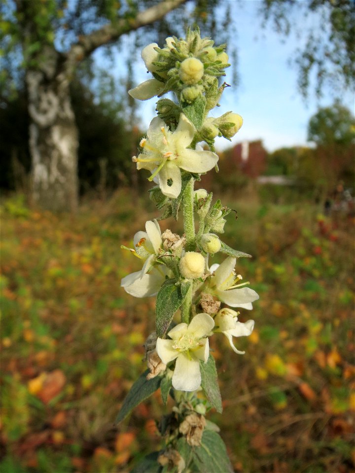 Mehlige Königskerze (Verbascum lychnitis) bei Hockenheim
