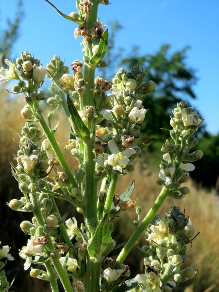 Mehlige Königskerze (Verbascum lychnitis) in Hockenheim